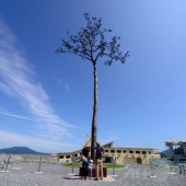 "Cây cô đơn": biểu tượng tinh thần mạnh mẽ của người Nhật